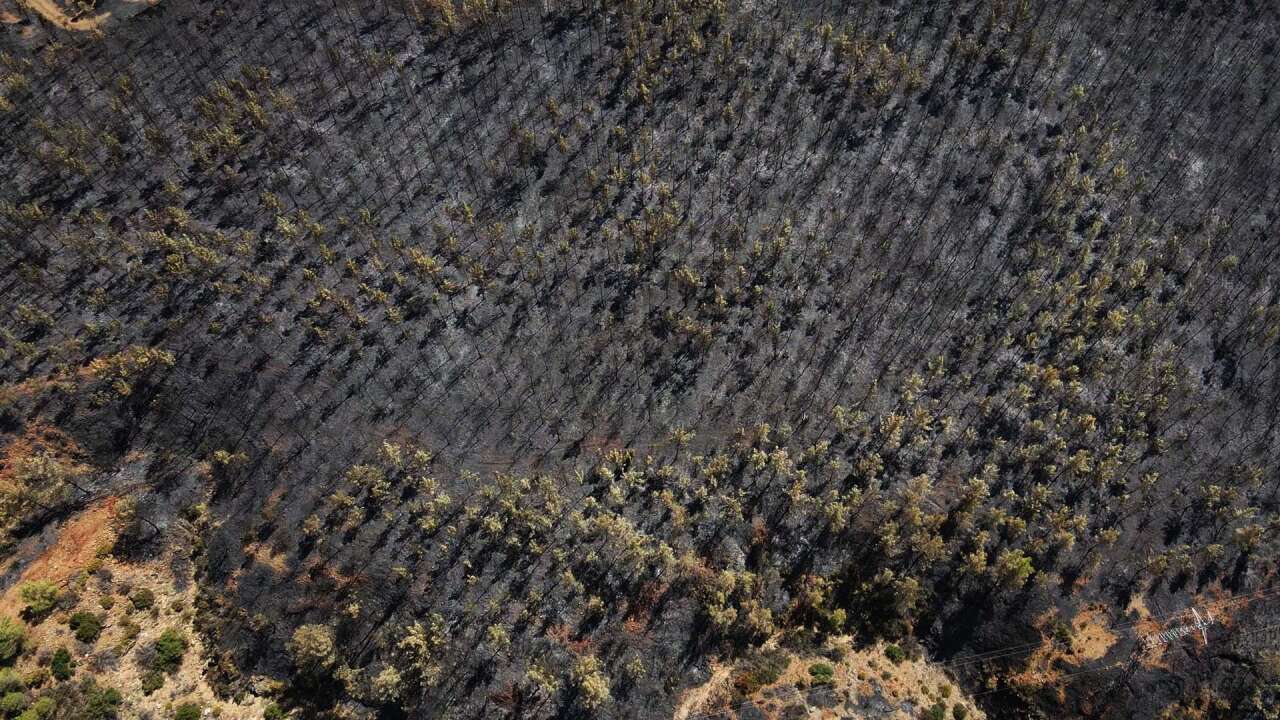 Köyceğiz’de Orman Yangınının Acı Bilançosu Havadan Görüntülendi 4